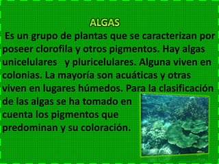 Aunque pertenecen al reino vegetal,
no poseen cloroplasto y por tanto son
seres heterótrofos. Algunas bacterias
realizan procesos de quimiosintesis
que les permiten
sintetizar materia
orgánica. Muchas
bacterias tienen
movimiento.
 