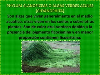 Es un grupo de plantas que se caracterizan por
poseer clorofila y otros pigmentos. Hay algas
unicelulares y pluricelulares. Alguna viven en
colonias. La mayoría son acuáticas y otras
viven en lugares húmedos. Para la clasificación
de las algas se ha tomado en
cuenta los pigmentos que
predominan y su coloración.
 