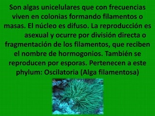 LAS ALGAS COMPRENDEN 7
PHYLA SEGÚN LA CLASIFICACIÓN
QUE HEMOS ADOPTADO EN ESTE
TEXTO.
 