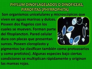 Son algas que viven generalmente en el medio
acuático, otras viven en los suelos o sobre otras
plantas. Son de color azul-verdoso debido a la
presencia del pigmento ficocianina y en menor
proporción contienen ficoeritrina.
 