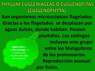 Son algas unicelulares que con frecuencias
viven en colonias formando filamentos o
masas. El núcleo es difuso. La reproducción es
asexual y ocurre por división directa o
fragmentación de los filamentos, que reciben
el nombre de hormogonios. También se
reproducen por esporas. Pertenecen a este
phylum: Oscilatoria (Alga filamentosa)
 