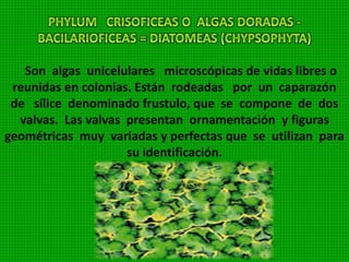 Son organismos unicelulares y microscópicos que
viven en aguas marinas y dulces.
Poseen dos flagelos con los
cuales se mueven. Forman parte
del fitoplancton. Pared celular
dura con placas que presentan
surcos. Poseen cloroplasto y
pigmentos (se clasifican también como protozoarios
y como protistos). Algunas especies bajo ciertas
condiciones se multiplican rápidamente y originan
las mareas rojas.
 