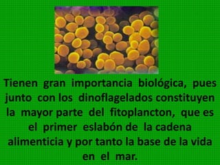 Son organismos microscópicos flagelados.
Gracias a los flagelados se desplazan por
aguas dulces, donde habitan. Poseen
plastidios. Los zoólogos
incluyen este grupo
entre los Matigoforos
de los protozoarios.
Reproducción asexual
por fisión.
SABIAS QUE?...
La Microbiología es
la ciencia que
estudia estas algas
microscópicas…
 