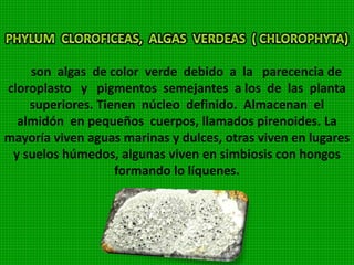 Son algas unicelulares microscópicas de vidas libres o
reunidas en colonias. Están rodeadas por un caparazón
de sílice denominado frustulo, que se compone de dos
valvas. Las valvas presentan ornamentación y figuras
geométricas muy variadas y perfectas que se utilizan para
su identificación.
 