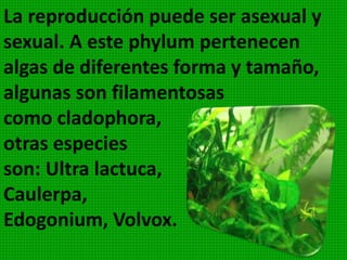Tienen gran importancia biológica, pues
junto con los dinoflagelados constituyen
la mayor parte del fitoplancton, que es
el primer eslabón de la cadena
alimenticia y por tanto la base de la vida
en el mar.
 
