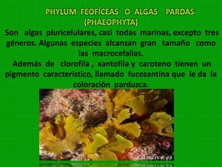son algas de color verde debido a la parecencia de
cloroplasto y pigmentos semejantes a los de las planta
superiores. Tienen núcleo definido. Almacenan el
almidón en pequeños cuerpos, llamados pirenoides. La
mayoría viven aguas marinas y dulces, otras viven en lugares
y suelos húmedos, algunas viven en simbiosis con hongos
formando lo líquenes.
 