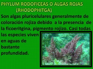 La reproducción puede ser asexual y
sexual. A este phylum pertenecen
algas de diferentes forma y tamaño,
algunas son filamentosas
como cladophora,
otras especies
son: Ultra lactuca,
Caulerpa,
Edogonium, Volvox.
 