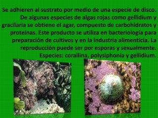 Son algas pluricelulares, casi todas marinas, excepto tres
géneros. Algunas especies alcanzan gran tamaño como
las macrocefalias.
Además de clorofila , xantofila y caroteno tienen un
pigmento característico, llamado fucozantina que le da la
coloración parduzca.
 