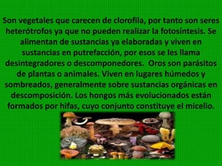 Se adhieren al sustrato por medio de una especie de disco.
De algunas especies de algas rojas como gellidium y
gracilaria se obtiene el agar, compuesto de carbohidratos y
proteínas. Este producto se utiliza en bacteriología para
preparación de cultivos y en la industria alimenticia. La
reproducción puede ser por esporas y sexualmente.
Especies: corallina, polysiphonia y gellidium.
 