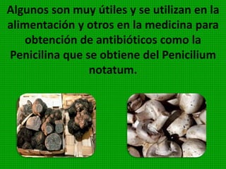 En cuando a la clasificación de los hongos
existen diversidad de criterios entre los
botánicos y tal vez es uno de los grupos de
plantas que más
cambios a sufrido en
el transcurrir de los
tiempos. Hay discrepancias
hasta para señalar el número
de especies, que podemos estimar en 90.000.
SABIAS QUE?...
La ciencia que estudi
a los hongos se llama
Micología.
 