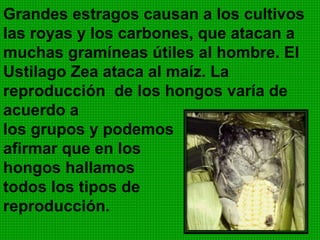 Son vegetales que carecen de clorofila, por tanto son seres
heterótrofos ya que no pueden realizar la fotosíntesis. Se
alimentan de sustancias ya elaboradas y viven en
sustancias en putrefacción, por esos se les llama
desintegradores o descomponedores. Oros son parásitos
de plantas o animales. Viven en lugares húmedos y
sombreados, generalmente sobre sustancias orgánicas en
descomposición. Los hongos más evolucionados están
formados por hifas, cuyo conjunto constituye el micelio.
 