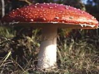 Se dividen en 4 clases:
Ficomicetos (Phycomycetes): las hifas
son filamentosas y no poseen
tabiques. La mayor parte posee
micelio bien desarrollado. Ejemplo:
Rhizopus nigricans (moho del pan).
 