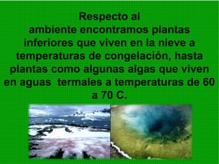 Respecto al
ambiente encontramos plantas
inferiores que viven en la nieve a
temperaturas de congelación, hasta
plantas como algunas algas que viven
en aguas termales a temperaturas de 60
a 70 C.
 