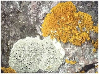 Ascomicetos (Ascomycetes):
estos hongos presentan variedad de
formas y estructuras. Poseen una
estructura característica llamada asca,
en la que se forman las ascosporas.
Por ejemplo: levaduras
(Sacharomyces), Penicilium notatum y
Aspergillus.
 