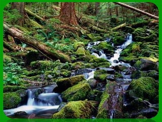 Deuteromicetos (Hongos imperfectos):
algunos son parásitos como los que
causan el pie de atleta, otros parasitan
plantas de cultivo. Ej.: Candidata
albicans.
 