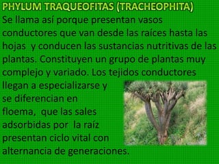 Son organismos simbióticos compuestos
de un alga y un hongo. El hongo
suministra agua y sales disueltas y el alga
le proporciona las sustancias orgánicas
que elabora mediante la fotosíntesis.
Resisten condiciones extremadamente
duras. Los líquenes tienen gran
importancia como plantas que intervienen
en la formación de los suelos,
descomponiendo las rocas.
 