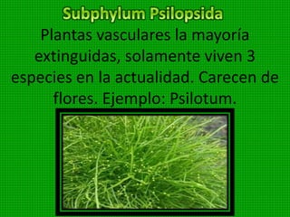 Son plantas pequeñas, desprovistas de tejidos
vasculares o vasos de conducción. Se fijan al
suelo o sustractos mediante rizoides .poseen un
talluelo cuya función es de soporte de la hojuela
y elementos reproductoras.
Son pluricelulares y poseen
clorofila, por tantos son
autótrofos. Viven en lugares
sombreados y húmedos, se
fijan a las rocas, troncos y sobre otras plantas.
Se reproducen por alternancia de generaciones.
 