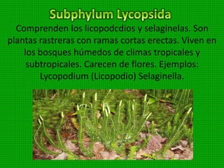 Clasificación:
Este PHYLUM comprende 2 clases
 