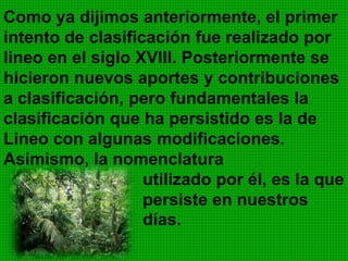 Como ya dijimos anteriormente, el primer
intento de clasificación fue realizado por
lineo en el siglo XVIII. Posteriormente se
hicieron nuevos aportes y contribuciones
a clasificación, pero fundamentales la
clasificación que ha persistido es la de
Lineo con algunas modificaciones.
Asimismo, la nomenclatura
utilizado por él, es la que
persiste en nuestros
días.
 