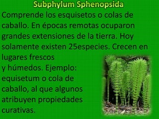 Reciben este nombre porque su aspecto
externo recuerda a los lóbulos del hígado.
Son pequeñas y viven en los bosques a la
orilla de los riachuelos, y lugares húmedos
y sombreados. En Venezuela abundan en
las partes altas de las cordilleras de las
costas y cordillera andina. Ejemplo:
Marchantía polynorpha.
 