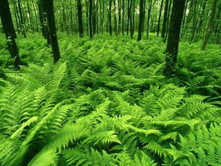 En épocas remotas invadieron la tierra
y descubrieron grandes exenciones . Al
morir y acumularse formaron suelos
ricos materia orgánica que sirvió para
el establecimientos de otras plantas.
 
