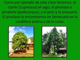 Se llama así porque presentan vasos
conductores que van desde las raíces hasta las
hojas y conducen las sustancias nutritivas de las
plantas. Constituyen un grupo de plantas muy
complejo y variado. Los tejidos conductores
llegan a especializarse y
se diferencian en
floema, que las sales
adsorbidas por la raíz
presentan ciclo vital con
alternancia de generaciones.
 