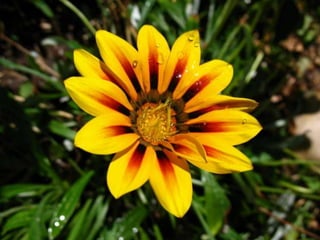 Se dividen las traqueofitas en
cuatro subphylum.
 