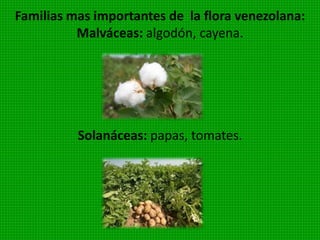 Plantas vasculares la mayoría
extinguidas, solamente viven 3
especies en la actualidad. Carecen de
flores. Ejemplo: Psilotum.
 