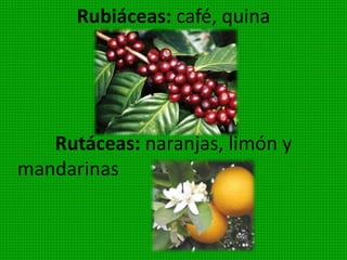 Comprenden los licopodcdios y selaginelas. Son
plantas rastreras con ramas cortas erectas. Viven en
los bosques húmedos de climas tropicales y
subtropicales. Carecen de flores. Ejemplos:
Lycopodium (Licopodio) Selaginella.
 