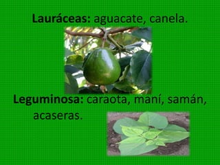 Comprende los esquisetos o colas de
caballo. En épocas remotas ocuparon
grandes extensiones de la tierra. Hoy
solamente existen 25especies. Crecen en
lugares frescos
y húmedos. Ejemplo:
equisetum o cola de
caballo, al que algunos
atribuyen propiedades
curativas.
 