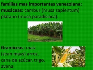 Plantas con tejidos conductores y flores sin
corola, ni cáliz se llaman así por tener los óvulos
desnudos, es decir, no están enserados en el
ovario. Generalmente son
plantas de forma
arbórea y de tamaño
considerable, algunas
especies alcanzan gran
longevidad, pues se a
calculado que algunas pueden vivir hasta 4.000
anos como en el caso de la secoya.
 