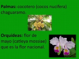 Como por ejemplo de esta clase tenemos: el
ciprés (Cupressus) el sagú, el pinolaso o
pinabete (podocarpus), y el pino y la araucaria.
El pinolaso lo encontramos en Venezuela en la
cordillera andina y de la costa.
 