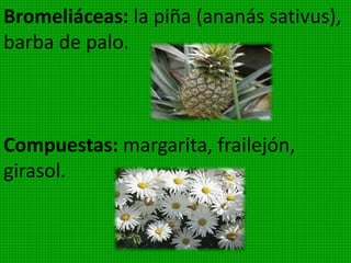 constituye una clase numerosa, pues tiene alrededor
de 250.000 especies descritas. Son plantas con flores,
los óvulos se encuentran en el ovario y las semillas
dentro del fruto. Son las plantas mas evolucionas y
mas importantes para el hombre.
Poseen vasos conductores. Comprenden plantas de
todos los tamaños y formas, desde hierbas a arboles
gigantes. Las angiospermas se dividen en 2 subclases:
monocotiledóneas y dicotiledóneas.
 