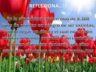 Familias mas importantes de la flora venezolana:
Malváceas: algodón, cayena.
Solanáceas: papas, tomates.
 