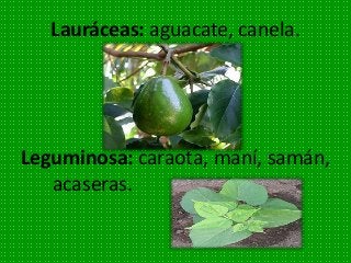 Lauráceas: aguacate, canela.
Leguminosa: caraota, maní, samán,
acaseras.
 