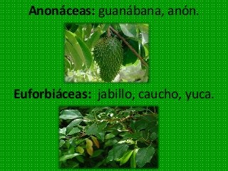 Anonáceas: guanábana, anón.
Euforbiáceas: jabillo, caucho, yuca.
 