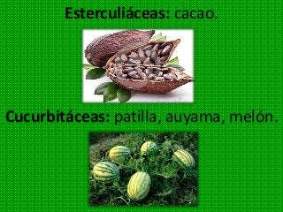 Esterculiáceas: cacao.
Cucurbitáceas: patilla, auyama, melón.
 