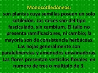 son plantas cuya semillas poseen un solo
cotiledón. Las raíces son del tipo
fasciculado, sin cambium. El tallo no
presenta ramificaciones, ni cambio; la
mayoría son de consistencia herbáceas.
Las hojas generalmente son
paralelinervias y amenudos envainadoras.
Las flores presentan verticilos florales en
numero de tres o múltiplo de 3.
 
