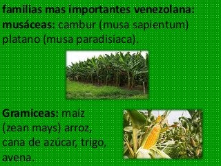 familias mas importantes venezolana:
musáceas: cambur (musa sapientum)
platano (musa paradisiaca).
Gramiceas: maíz
(zean mays) arroz,
cana de azúcar, trigo,
avena.
 