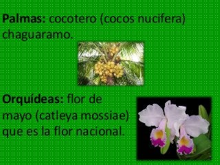 Palmas: cocotero (cocos nucifera)
chaguaramo.
Orquídeas: flor de
mayo (catleya mossiae)
que es la flor nacional.
 