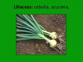 Liliaceas: cebolla, azucena.
 