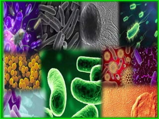 Con el fin de aclarar algunas ideas sobre la
clasificación del reino vegetal incluimos aquí
un cuadro sinóptico, señalando, donde cabe,
algunas denominaciones que persisten a pesar
de las modificaciones y de los sistemas de
clasificación utilizando por diferentes autores.
Hemos adoptado la clasificación
que a nuestro criterio es más
moderno, la cual se basa en el
sistema natural de Engler con
algunas modificaciones.
SABIAS QUE?...
La ciencia que
estudia las plantas
se denomina
Botánica.
 