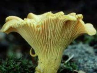 Basidiomicetos (Basidiomycetes):
hongos de sombrerito, poseen los
basidios, que contienen las
basidiosporas. Muchos son
co...