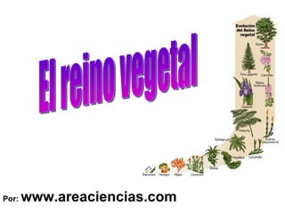 Por:  www.areaciencias.com El reino vegetal 