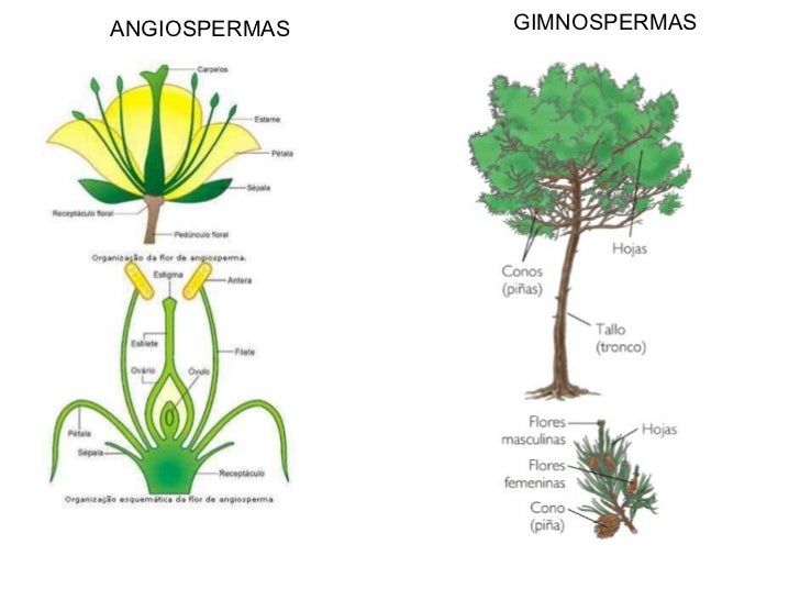 Reino Vegetal Reino Vegetal