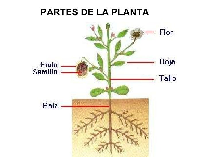 Plantas. Definición Reino Plantas