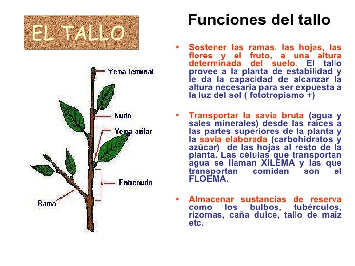 Reino Vegetal
