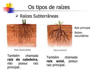 Os tipos de raízes ,[object Object],Também chamada  raiz de cabeleira , não possui raiz principal. Raiz principal Raízes secundárias Também chamada  raiz axial , possui raiz principal. 