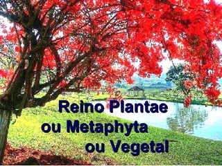 Reino Plantae ou Metaphyta  ou Vegetal 