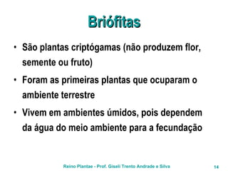 Briófitas São plantas criptógamas (não produzem flor, semente ou fruto) Foram as primeiras plantas que ocuparam o ambiente terrestre Vivem em ambientes úmidos, pois dependem da água do meio ambiente para a fecundação 